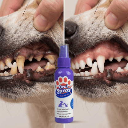 Elimina el Mal Aliento de tu Perro en Pocos Días — Sin Cepillado ni Estrés